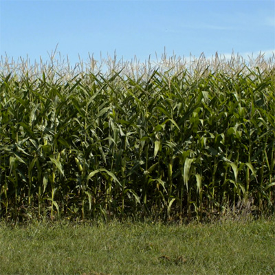 Cornfield