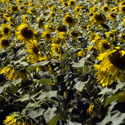 Sunflowers